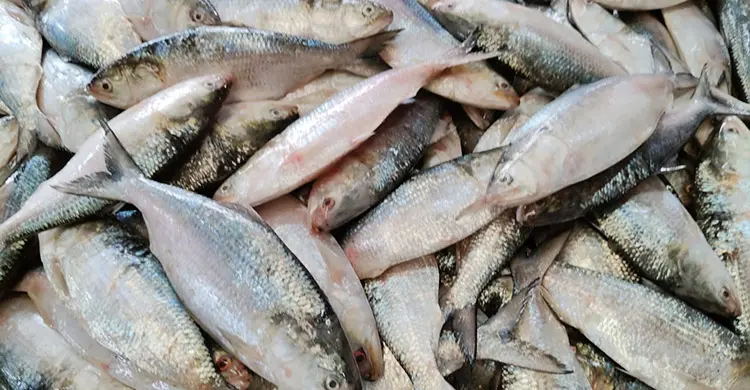 এক সঙ্গে ধরা পড়লো ৪৬ মণ ইলিশ