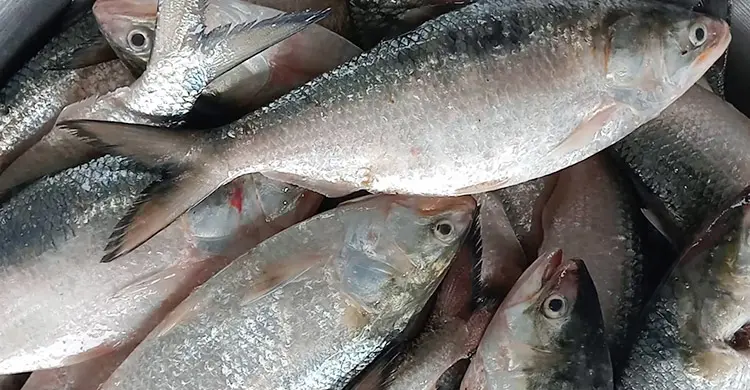 এক সঙ্গে ধরা পড়লো ৪৬ মণ ইলিশ
