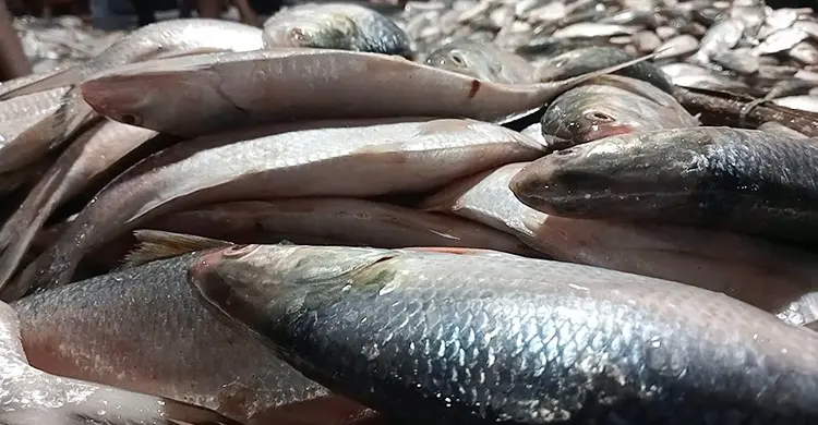 এক সঙ্গে ধরা পড়লো ৪৬ মণ ইলিশ