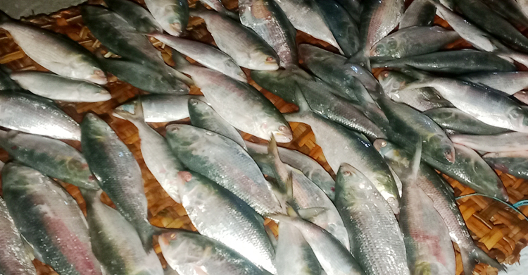 ভোলায় বিপুল ইলিশ জব্দ, আটক ২