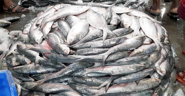 সরবরাহ বাড়লেও কমেনি ইলিশের দাম