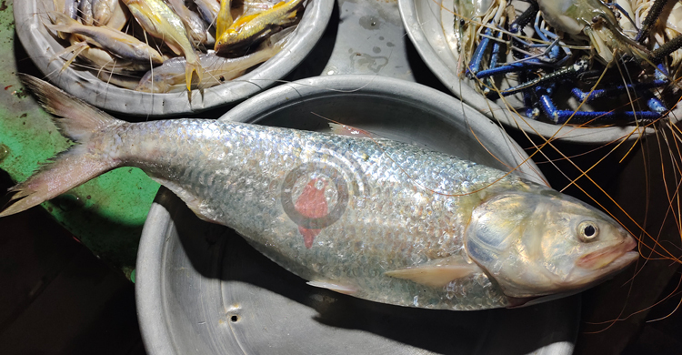 পায়রায় ধরা পড়লো ২ কেজির ইলিশ, বিক্রি হলো পাঁচ হাজারে