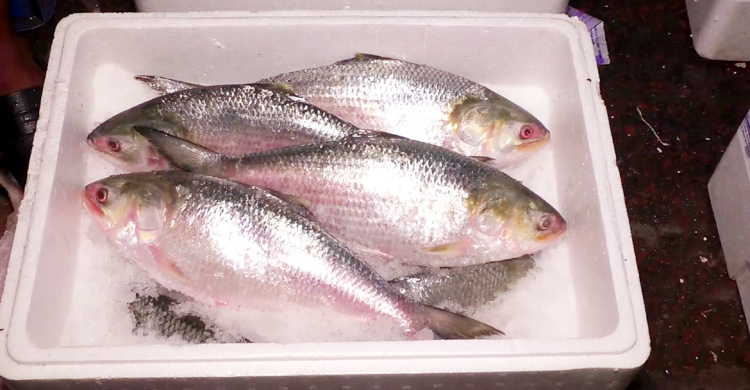 দ্বিতীয় দফায় বরিশাল থেকে ভারত গেলো ১০ টন ইলিশ