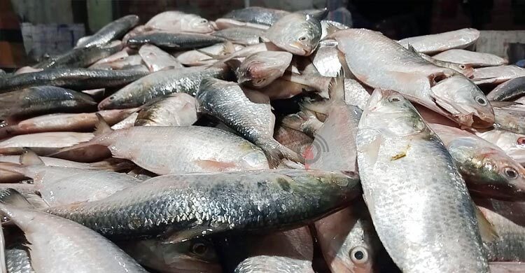 সাগরে বেশি ধরা পড়ছে ছোট ইলিশ