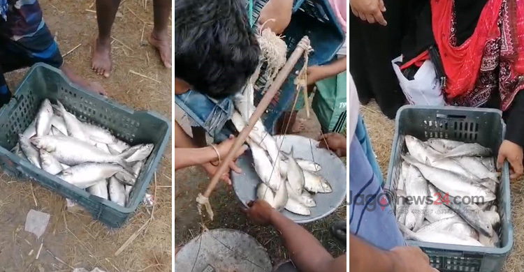 রাতে অবাধে নিধন, সকালে বসে ইলিশের হাট