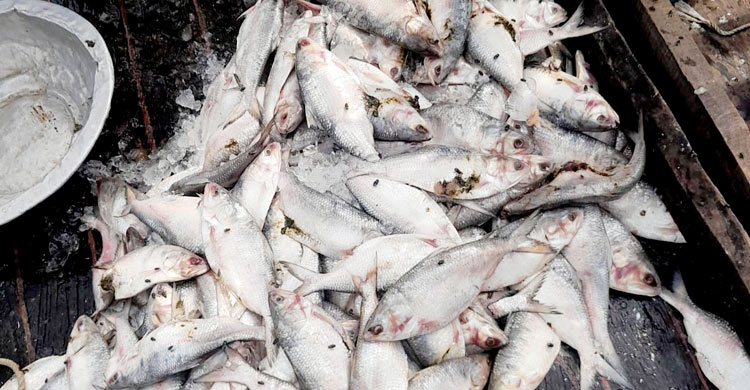 চাঁদপুরে পচা ইলিশ রাখায় ব্যবসায়ীকে লাখ টাকা জরিমানা