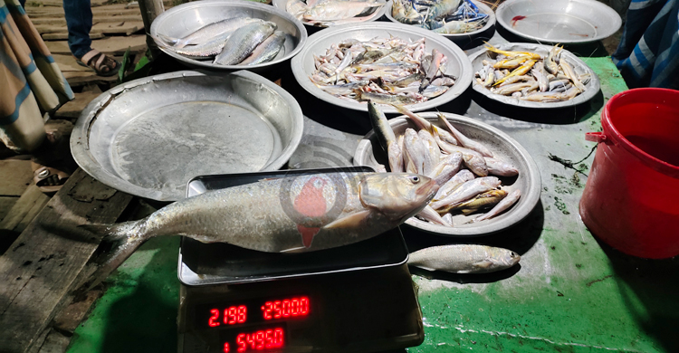 পায়রায় ধরা পড়লো ২ কেজির ইলিশ, বিক্রি হলো পাঁচ হাজারে