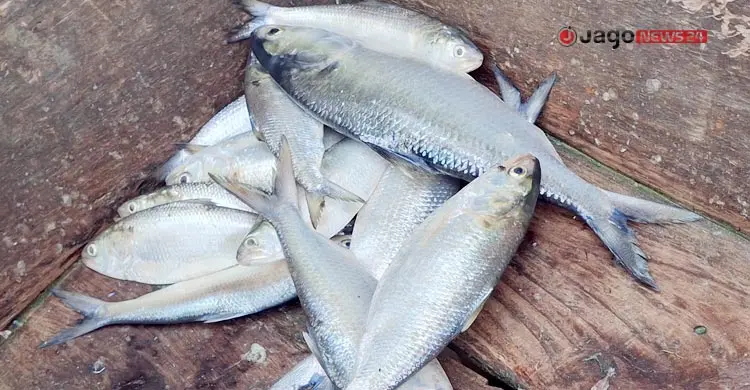 ‘নদীর সব জাটকা ধরা হয়ে গেছে, মনে হয় না সামনে ইলিশ পাবো’