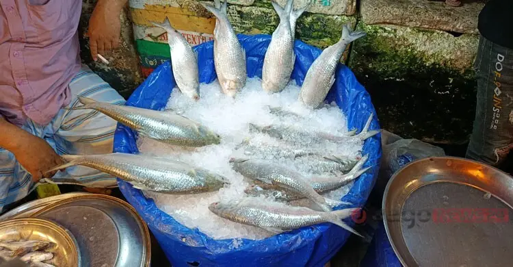 ইলিশ এখন ‘স্বপ্নের মাছ’