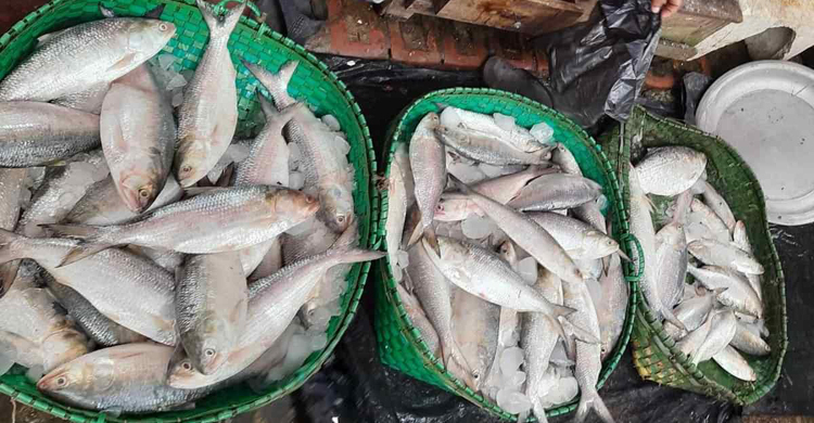 ৩০ মণ ইলিশ বিক্রি হলো ৯ লাখ ৮০ হাজার টাকায়