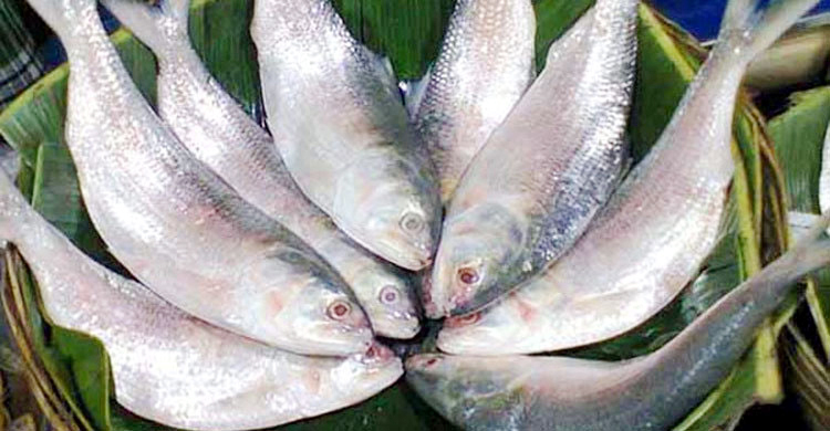 বিষখালীতে ইলিশের জন্য হাহাকার জেলেদের
