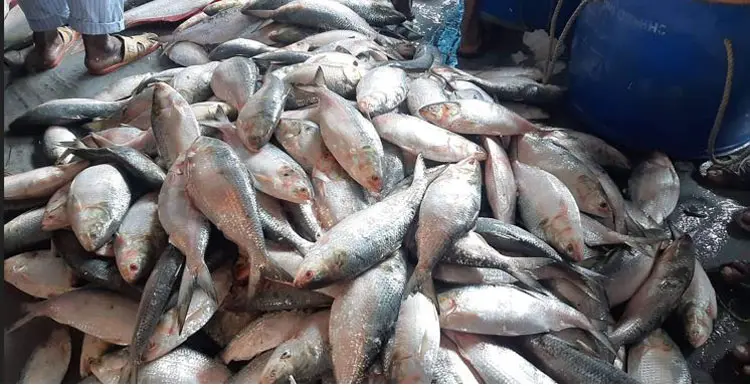বাজারে ইলিশের আকাল