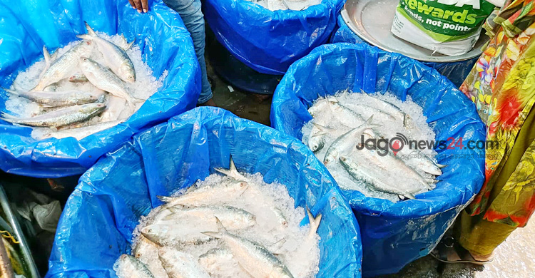 ইলিশের সংকট বাজারে, চড়া দামে পাতে তোলা দায়