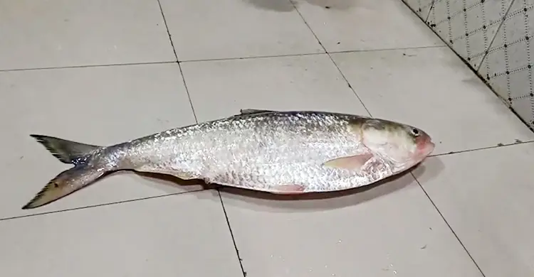 ৯ হাজার টাকায় রাজা ইলিশ কিনলেন ব্রাজিল সমর্থক