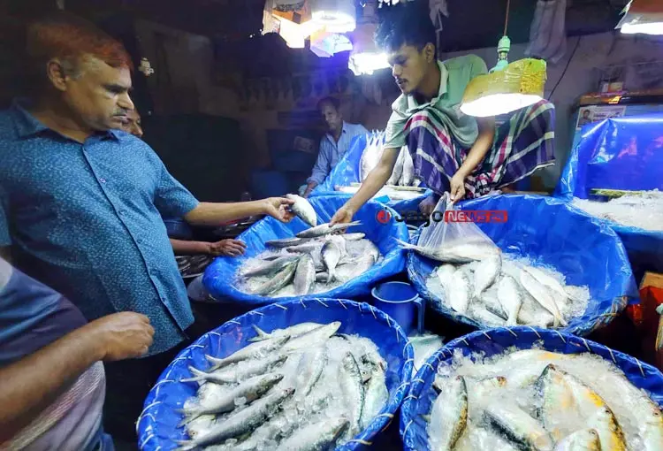 ইলিশের উৎপাদন ও ওজন কমছে কেন?