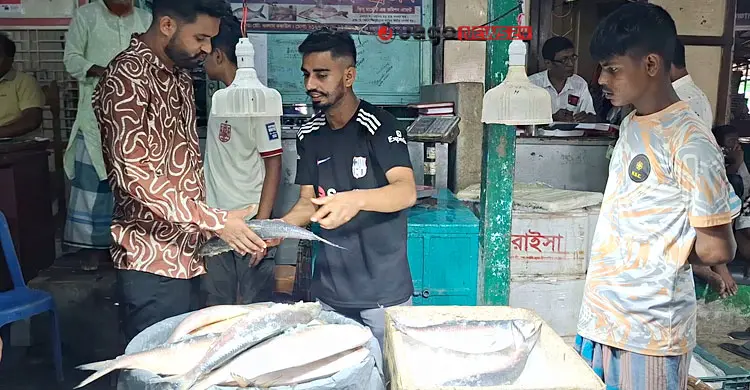 কাগজে-কলমে ইলিশ উৎপাদন বাড়ছে, বাস্তবে হাহাকার