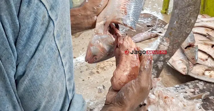 বাড়লো চাঁদপুরের ইলিশের ডিমের দাম, কেজি ৬০০০ টাকা