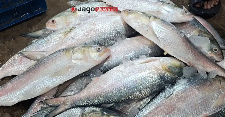 কাগজে-কলমে ইলিশ উৎপাদন বাড়ছে, বাস্তবে হাহাকার