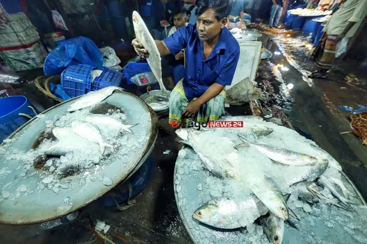 ইলিশের উৎপাদন ও ওজন কমছে কেন?