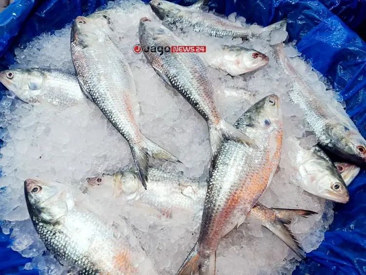 ইলিশের উৎপাদন ও ওজন কমছে কেন?