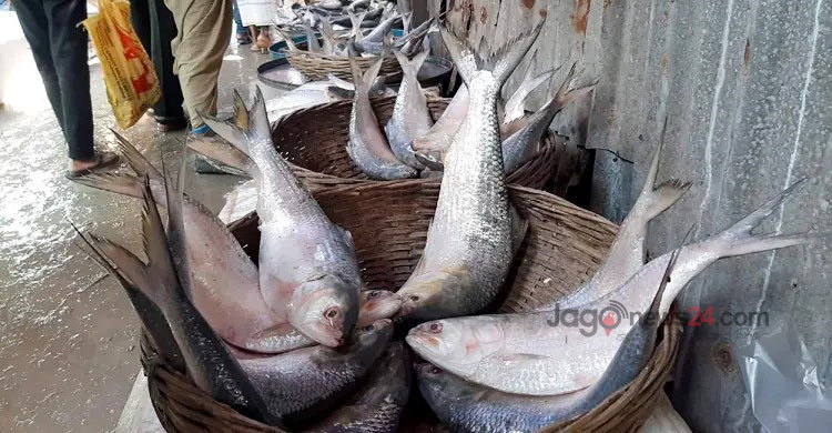 ধরপাকড় চললেও বন্ধ নেই ইলিশ শিকার