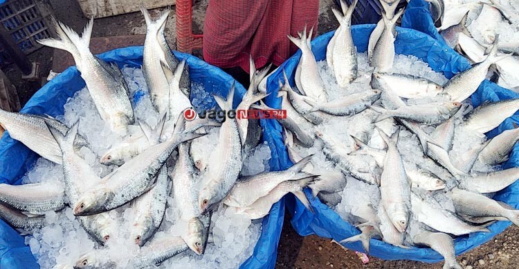 ইলিশের উৎপাদন ও ওজন কমছে কেন?