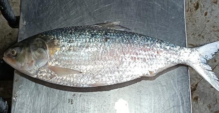 কুয়াকাটায় ধরা পড়লো বড় ইলিশ, ৫৮৭৫ টাকায় বিক্রি