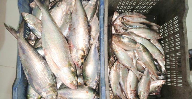 পদ্মায় ভরা মৌসুমেও ধরা পড়ছে না ইলিশ