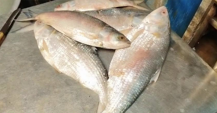 পূজার আগেই আসবে বাংলাদেশের ইলিশ, আশায় বুক বেঁধেছে পশ্চিমবঙ্গের মানুষ