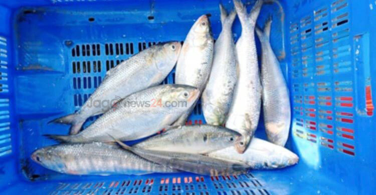 ইলিশের দাম কি এ বছর আর কমবে?