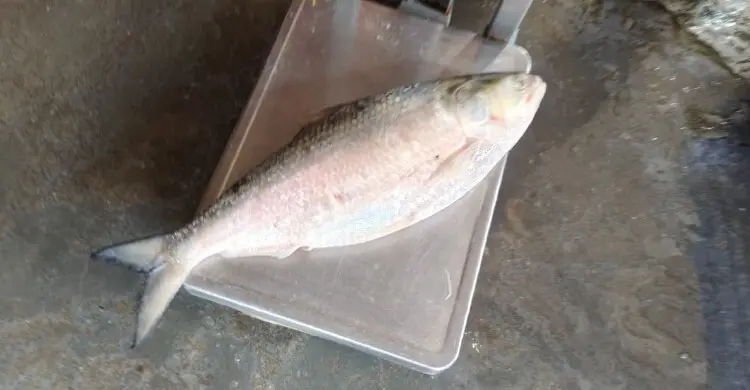 ২ কেজির ইলিশ বিক্রি হলো ৭ হাজার টাকায়