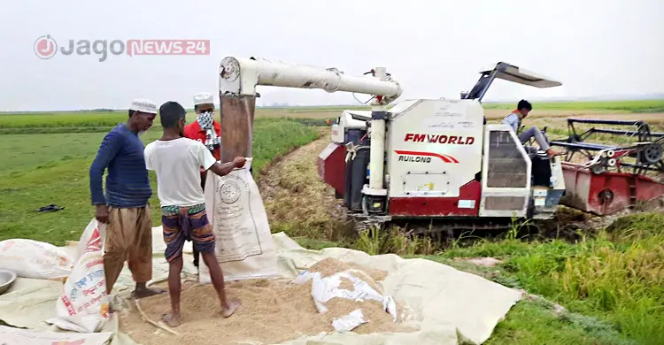 ধানের বাম্পার ফলনেও হাওরজুড়ে হতাশা, খরচের টাকা উঠছে না কৃষকের