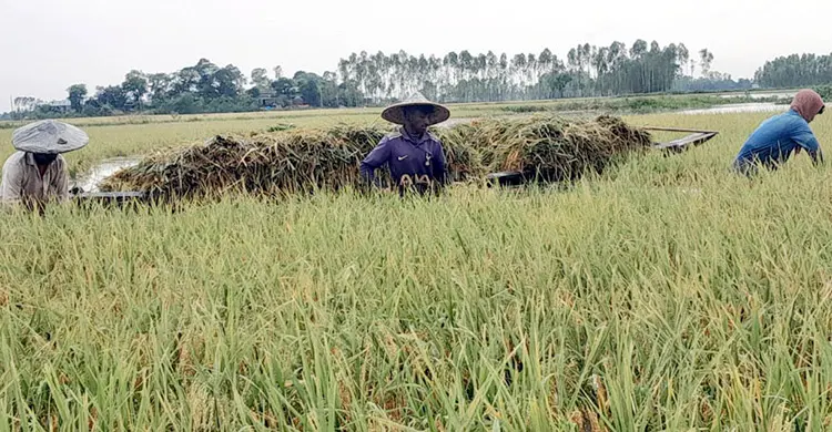 হবিগঞ্জে একদিনে ডুবলো ৬০০ হেক্টর জমির ধান, রয়েছে বন্যার শঙ্কা
