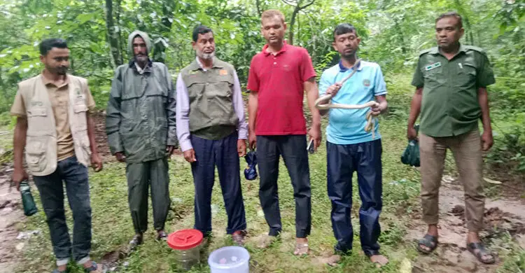 সাতছড়ি জাতীয় উদ্যানে দুই বিষধর সাপ অবমুক্ত
