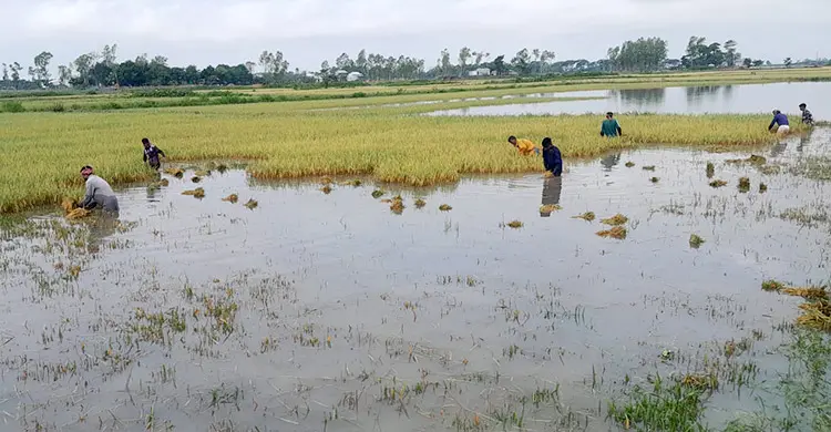 হবিগঞ্জে একদিনে ডুবলো ৬০০ হেক্টর জমির ধান, রয়েছে বন্যার শঙ্কা