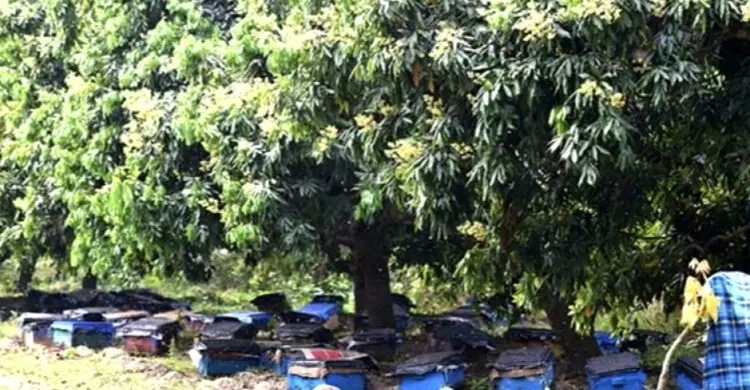 ঈশ্বরদীতে লিচুর মুকুল থেকে রেকর্ড পরিমাণ মধু উৎপাদন