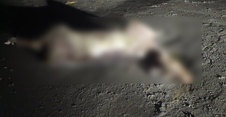 কুয়াকাটা সৈকতে ভেসে এলো মৃত হরিণ