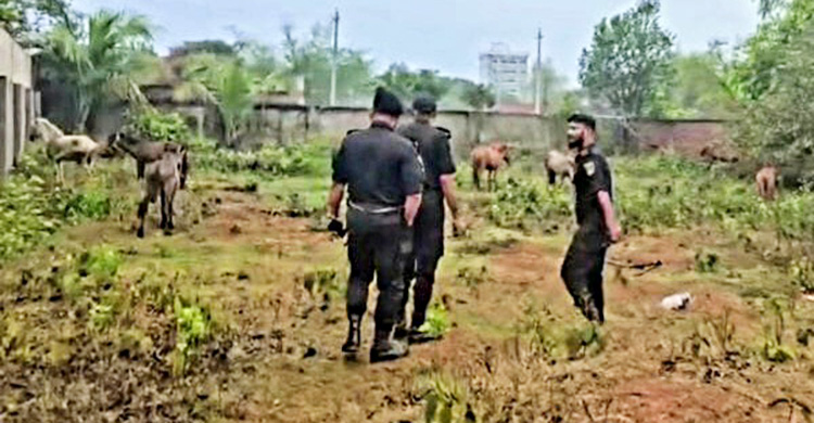 পূর্বাচলের একটি প্লটে ৯টি জবাই করা ও ১১টি জীবিত ঘোড়া উদ্ধার