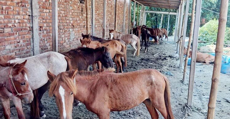 গাজীপুরে ফের ঘোড়ার মাংস বিক্রি, কসাইকে জরিমানা