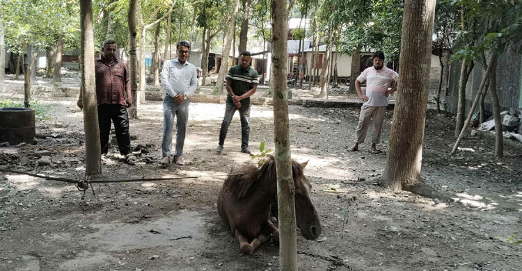 ২০ জনকে কামড়ানো পাগলা ঘোড়াটি মারা গেছে, খোঁজ মেলেনি মালিকের