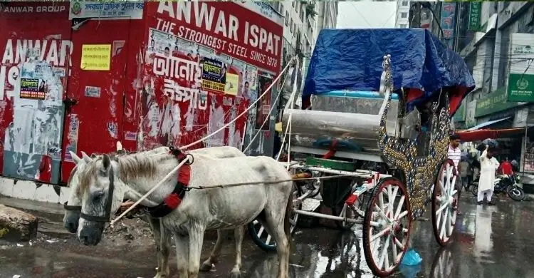 ঢাকার বুকে আজও টিকে আছে ঐতিহ্যবাহী ঘোড়ার গাড়ি