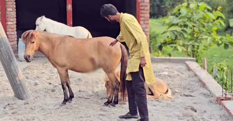 তরমুজ খাওয়ায় ঘোড়ার পেট-পিঠে এভাবে আঘাত!
