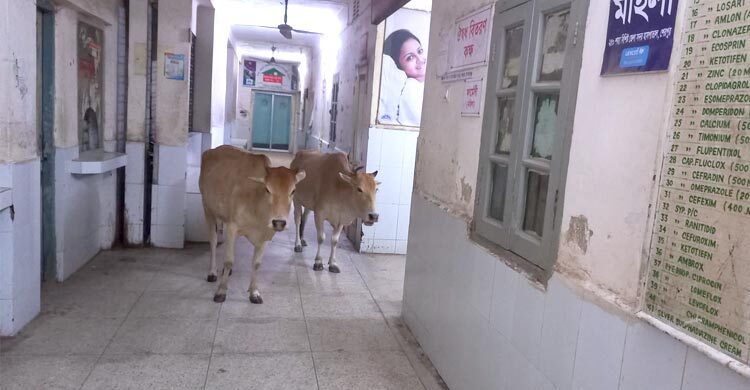 হাসপাতালের তত্ত্বাবধায়ক বললেন ‘গরু পাহারা দেওয়ার দায়িত্ব আমার না’