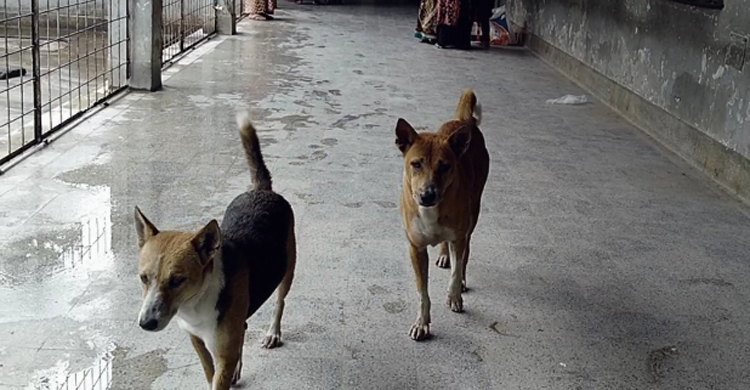 মমেক হাসপাতালে পদে পদে ভোগান্তি