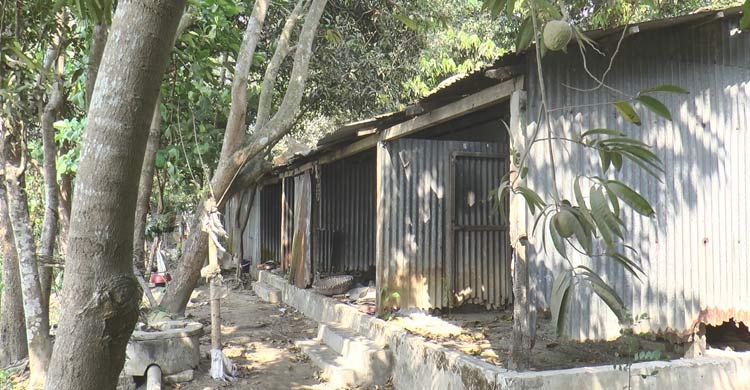 গুচ্ছগ্রামের জরাজীর্ণ ঘরে মানবেতর জীবন