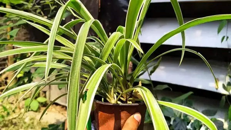 ঘরে কেমন গাছ রাখবেন