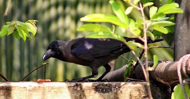 কাকের বিষ্ঠা পড়লে ওই পোশাক পরে নামাজ হবে?
