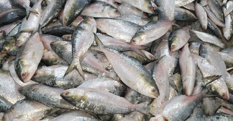 ১৬ লাখ টাকায় বিক্রি হলো এক ট্রলার ইলিশ