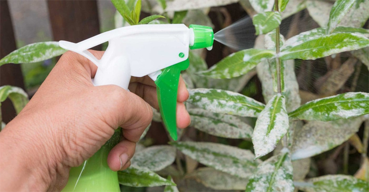 ফেটে যাওয়া দুধ দিয়ে যা করতে পারেন