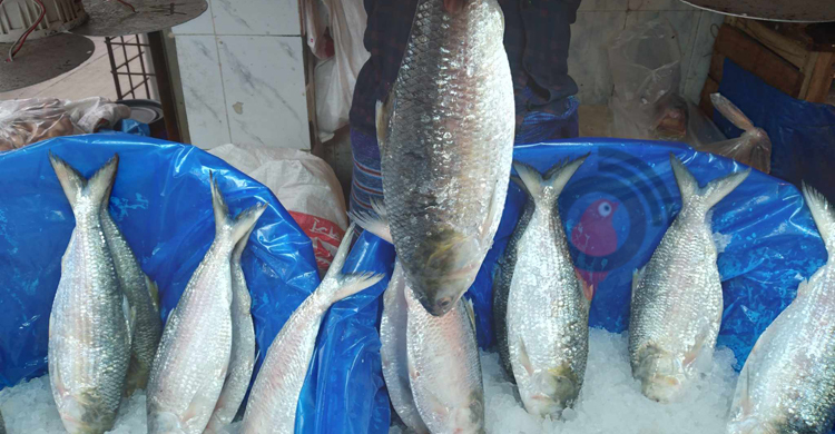 চড়া দাম, ভরা মৌসুমেও পাতে উঠছে না ইলিশ